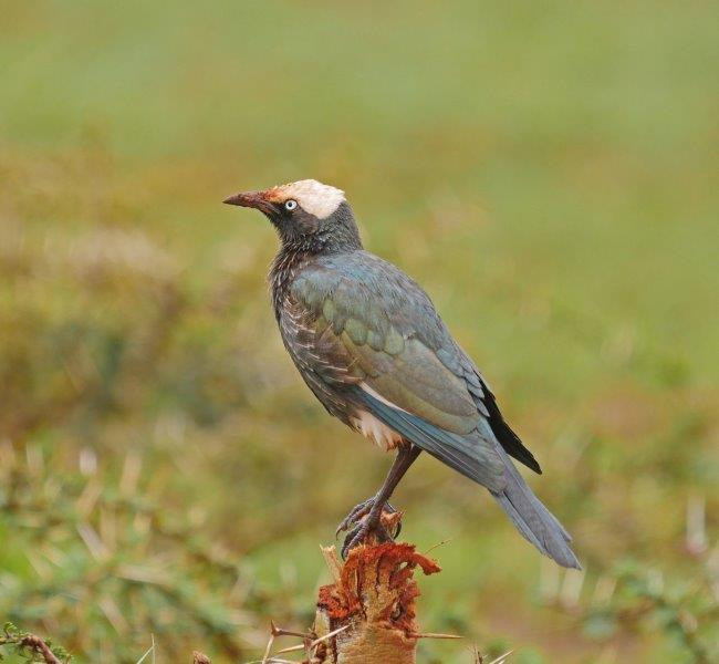 White-crowned Starling,..